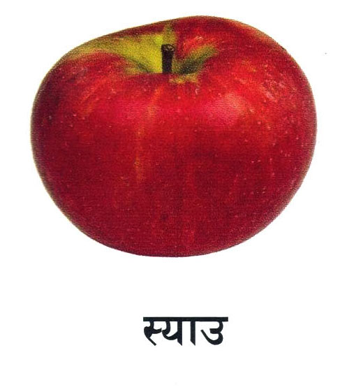 Fruit 3