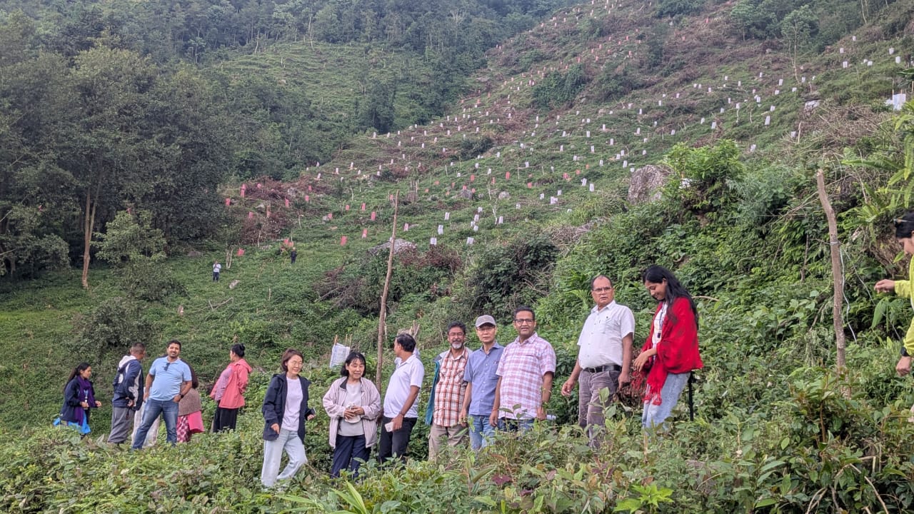 Avocado Orchard Pakhribas